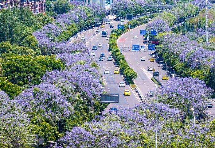 重慶藍花楹盛開 城市道路變身“紫色花?！?>
     <p>重慶藍花楹盛開 城市道路變身“紫色花?！?/p>
</a><a href=