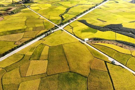 貴州安順：稻谷飄香 “豐”景如畫(huà)